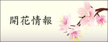 開花情報