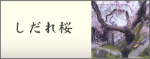 しだれ桜