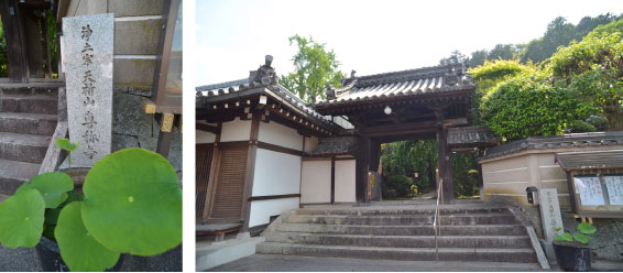 <h3>しだれ桜の寺　専称寺</h3>